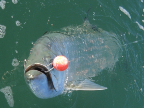 Frank's Tarpon